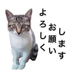 [LINEスタンプ] ユウの生活