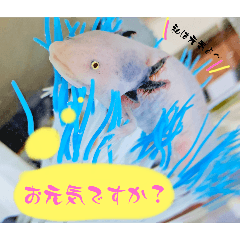 [LINEスタンプ] ウーパールーパーおかゆchan