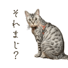 [LINEスタンプ] 超かわいい動物の仲間たち