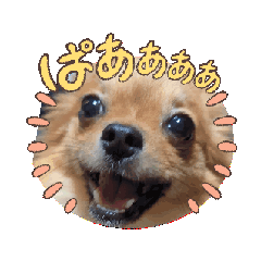 [LINEスタンプ] 愛犬生活♡の画像（メイン）