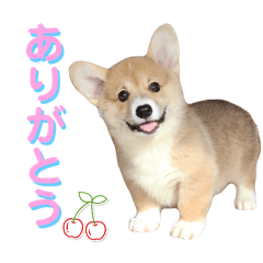 [LINEスタンプ] corgi-86.part4