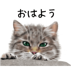 [LINEスタンプ] あいさつ、日常に使える猫イラスト