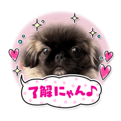 [LINEスタンプ] おいなさまペキニーズの稲荷❤️