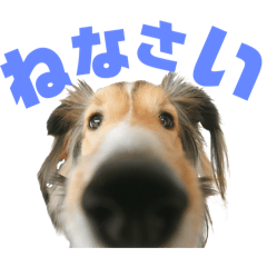 [LINEスタンプ] ルーシー#WCP