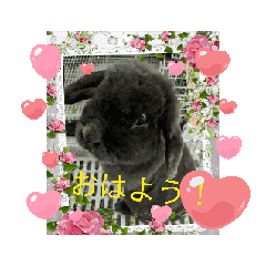 [LINEスタンプ] うちの うさたん