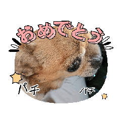 [LINEスタンプ] 愛犬づくし