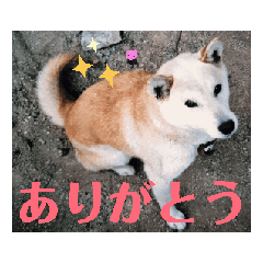 [LINEスタンプ] 柴犬ミミの可愛いスタンプ