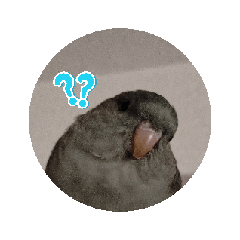 [LINEスタンプ] 動くサザナミインコのもちころくん