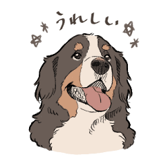 [LINEスタンプ] にこにこバーニーズマウンテンドッグ