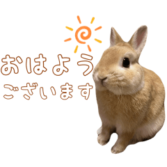 [LINEスタンプ] 愛しのこっちゃむフィーバー丁寧