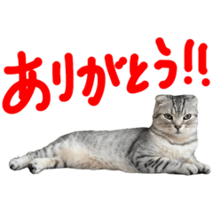 [LINEスタンプ] フォーエバーそらおスタンプ
