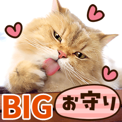 [LINEスタンプ] ❤ねこ写真❤かわいく気持ちを伝えるスタンプ