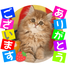 [LINEスタンプ] ねこまーち モフモフプリンス