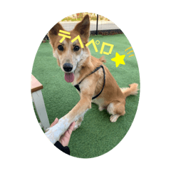 [LINEスタンプ] しぇびーの心