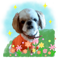 [LINEスタンプ] シーズー犬スタンプ きほんの言葉