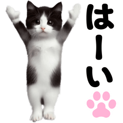 [LINEスタンプ] 踊る！黒白ハチワレ