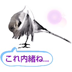 [LINEスタンプ] 早歩き鳥のハクセキレイ6（日常あれこれ）