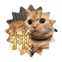 [LINEスタンプ] ねこのむぎです