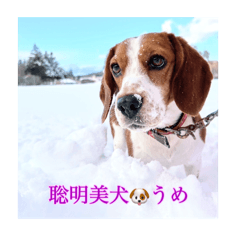 [LINEスタンプ] うめちゃんの          ひと言ホンネの画像（メイン）