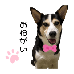 [LINEスタンプ] 山本家の姫たち