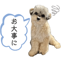 [LINEスタンプ] チワプーのぷい君