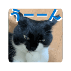 [LINEスタンプ] 猫達の日常・のりこむぎ5