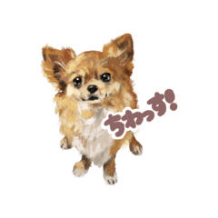 [LINEスタンプ] ちわっす、ちわわっす！