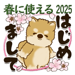 [LINEスタンプ] 柴犬『春に使える』