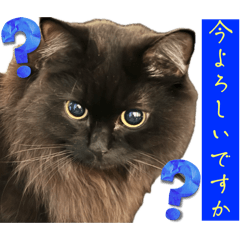 [LINEスタンプ] 黒猫 ルナ院長164にゃんめ