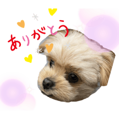 [LINEスタンプ] ❤️まいにちビビちゃん