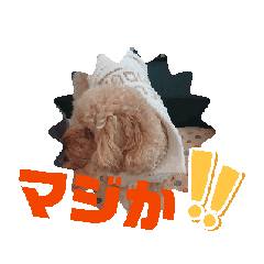 [LINEスタンプ] 動くトイプードルのスタンプ