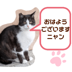 [LINEスタンプ] 猫ちゃんたちのあいさつ