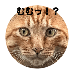 [LINEスタンプ] 鬼丸の主張