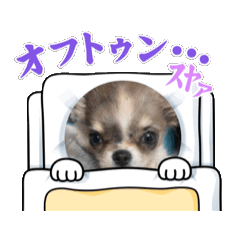 [LINEスタンプ] チワワ10匹のいる暮らしの画像（メイン）