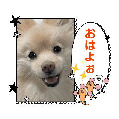 [LINEスタンプ] キツネ顔のポメラニアン  犬の流羽くん8の画像（メイン）