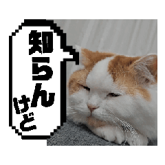 [LINEスタンプ] 我が家の猫・らて♂③の画像（メイン）