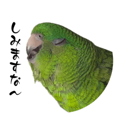 [LINEスタンプ] サザナミインコのチートット