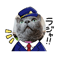 [LINEスタンプ] ねこのルルちゃん～実写編～