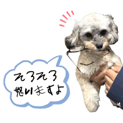 [LINEスタンプ] チワプーのぷい君2