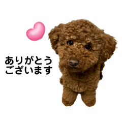 [LINEスタンプ] 塩顔 トイプードル レッド アプリコット