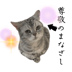 [LINEスタンプ] かわいいアメリカンショートヘア 2