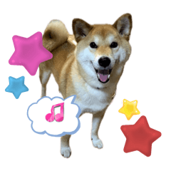 [LINEスタンプ] 柴犬 タロちゃん 2