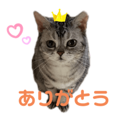 [LINEスタンプ] かわいいアメリカンショートヘア 1