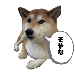 [LINEスタンプ] 柴犬 タロちゃん