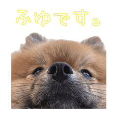 [LINEスタンプ] ふゆくん日常スタンプ