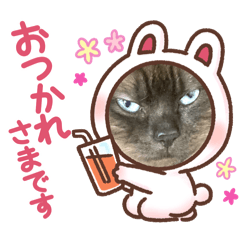 [LINEスタンプ] ねこの日常2.0