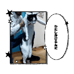 [LINEスタンプ] ねこじとねねこ