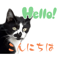 [LINEスタンプ] みーさんちのにゃんこたち3