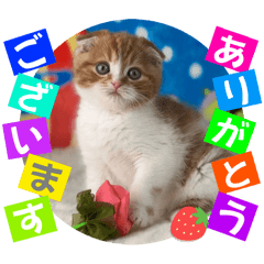 [LINEスタンプ] ねこまーち ブリリアントプリンセス