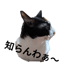 [LINEスタンプ] クロちゃんシロちゃん1️⃣